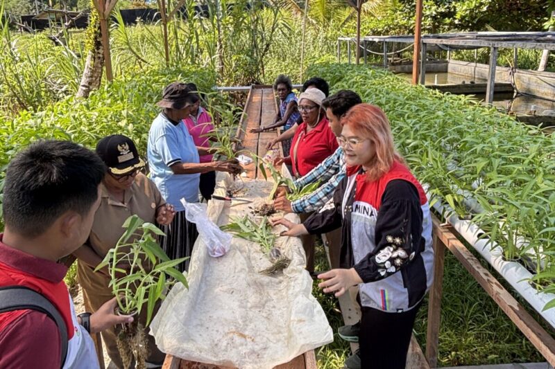 Warga Kampung Maladuk Panen Kangkung Hasil Hidroganik